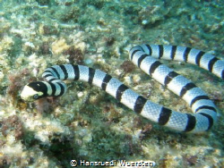 Banded Sea Snake / Yellow-lipped Sea Krait - Laticauda co... by Hansruedi Wuersten 
